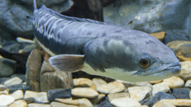 Photo of EE.UU. emite alerta por la presencia del pez cabeza de serpiente en Missouri