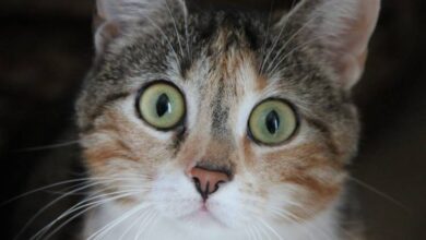 Photo of Un mes de prisión preventiva para un hombre que envenenó perros y un gato en La Romana